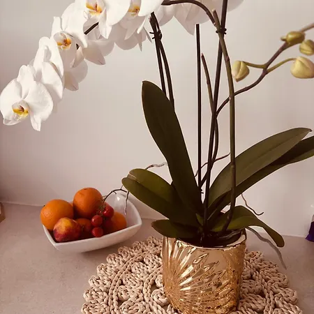 Apartamento Penelopa Silver