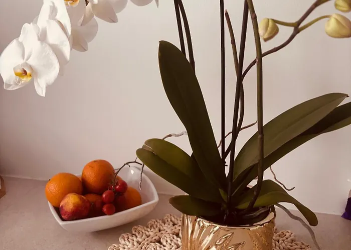 아파트 Penelopa Silver